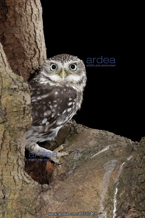  : Little owl - in nest hole