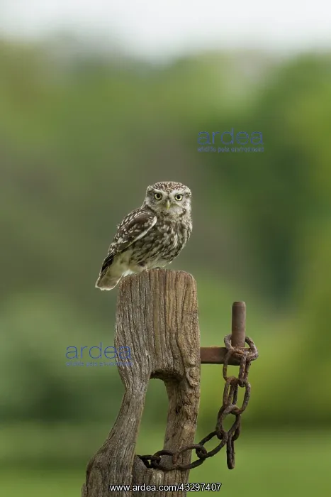: Little Owl - on old post - May : Little Owl - on old post - May