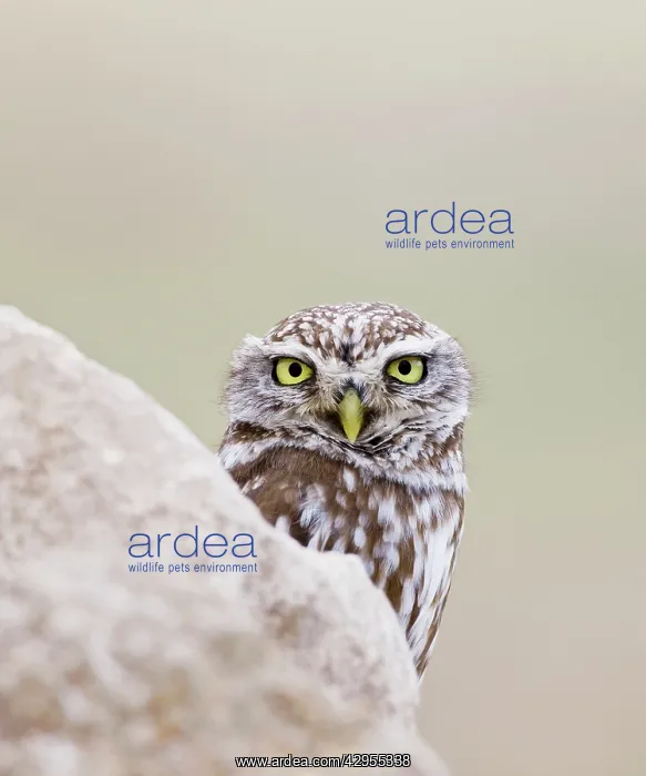 : Little Owl - peering round a rock : Little Owl - peering round a rock