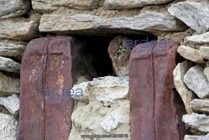: Little owl peering from window of seasonally abandoned : Little owl peering from window of seasonally abandoned