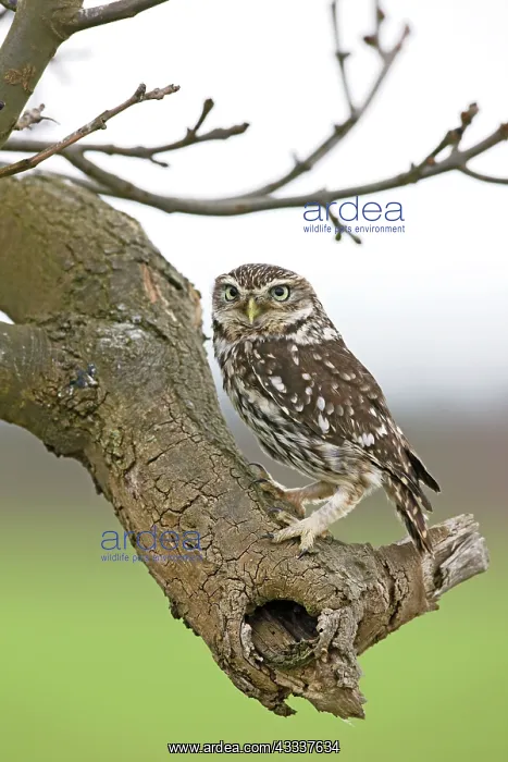 : Little Owl - perched on ash tree : Little Owl - perched on ash tree
