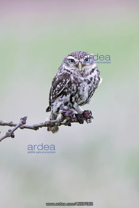 : Little Owl - perched on ash twig : Little Owl - perched on ash twig