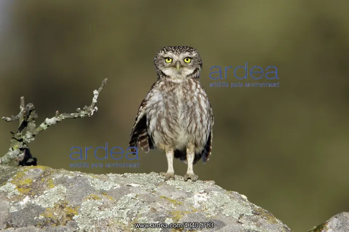 : Little Owl - perched on boulder, alert : Little Owl - perched on boulder, alert