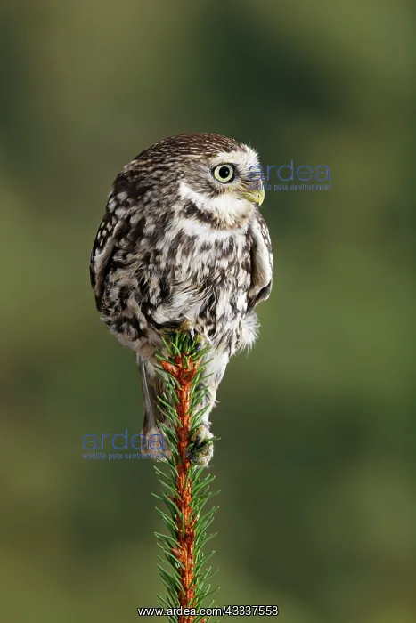 : Little owl - perched on fir top : Little owl - perched on fir top