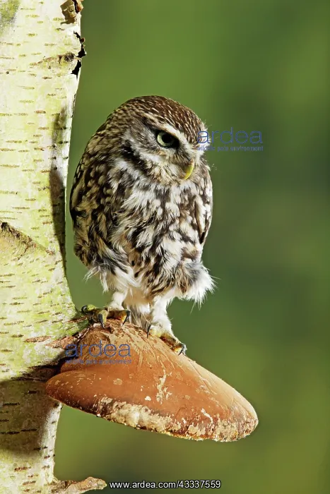  : Little owl - perched on fungus