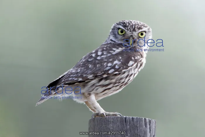 : Little Owl - perched on post : Little Owl - perched on post