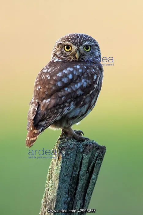 : Little Owl - perched on post Alentejo, Portugal : Little Owl - perched on post Alentejo, Portugal