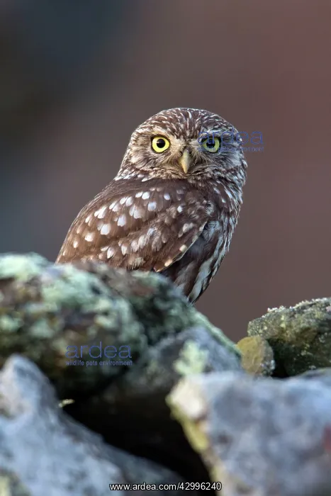 : Little Owl - perched on rocks Alentejo, Portugal : Little Owl - perched on rocks Alentejo, Portugal