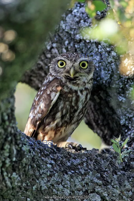 : Little Owl - perched in tree Alentejo, Portugal : Little Owl - perched in tree Alentejo, Portugal