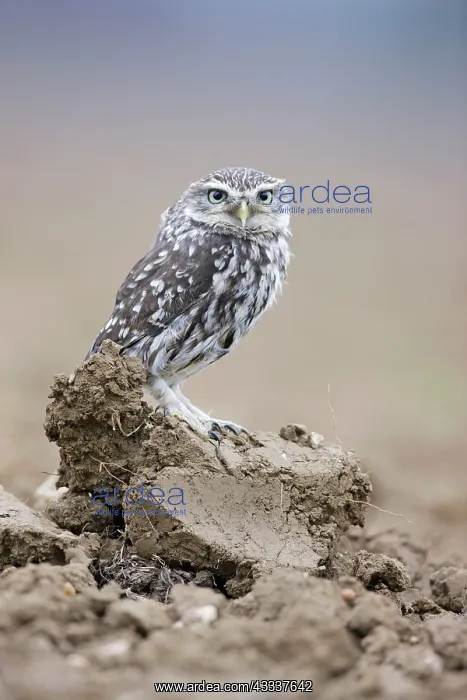 : Little Owl - in ploughed field : Little Owl - in ploughed field
