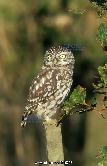  : LITTLE OWL - ON POST