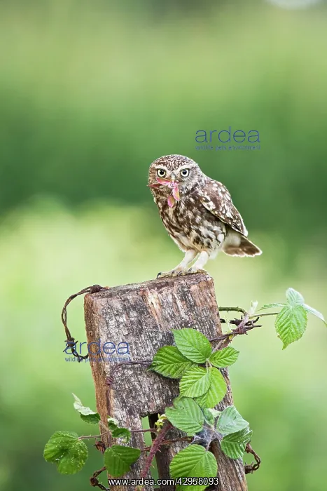 : Little Owl - on post with Hawkmoth prey : Little Owl - on post with Hawkmoth prey