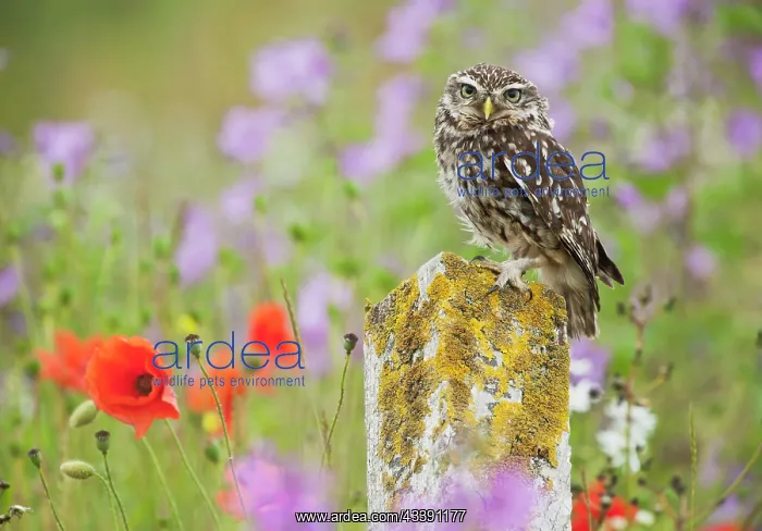 : Little Owl - on post in wildflower meadow - controlled : Little Owl - on post in wildflower meadow - controlled