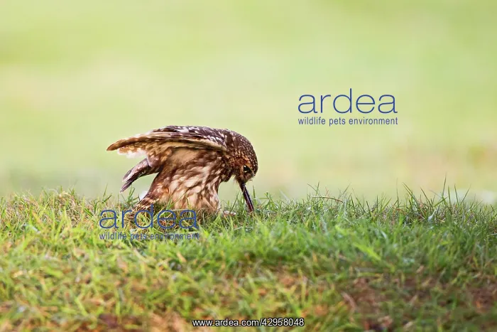 : Little Owl - pulling worm : Little Owl - pulling worm