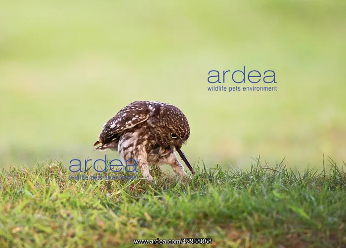 : Little Owl - pulling worm : Little Owl - pulling worm