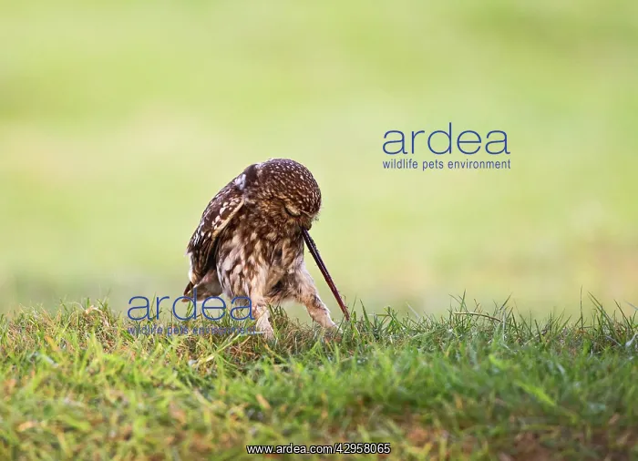 : Little Owl - pulling worm : Little Owl - pulling worm