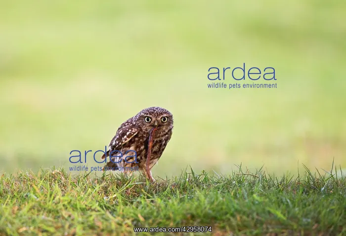 : Little Owl - pulling worm : Little Owl - pulling worm