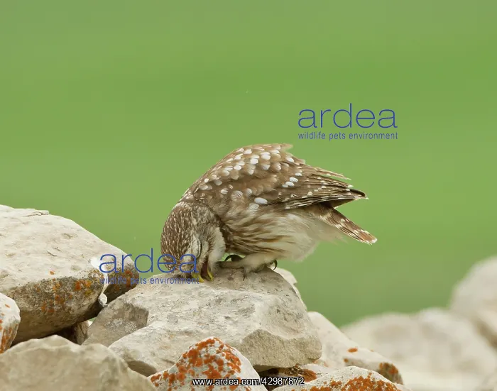 : Little Owl - ready for a sleep : Little Owl - ready for a sleep