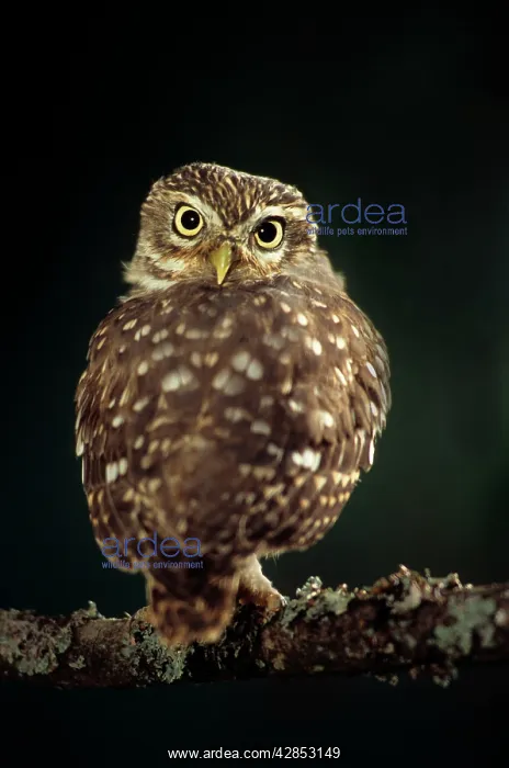: Little Owl - rotating head to look backwards : Little Owl - rotating head to look backwards