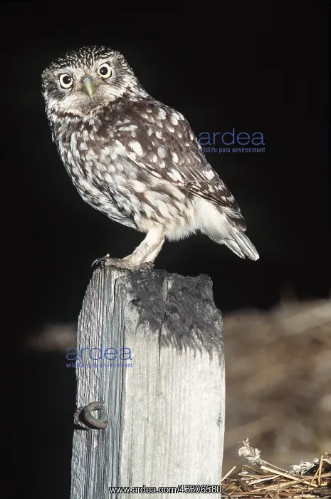 : LITTLE OWL - standing on post : LITTLE OWL - standing on post