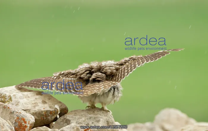 : Little Owl - stretching its wings to catch the : Little Owl - stretching its wings to catch the