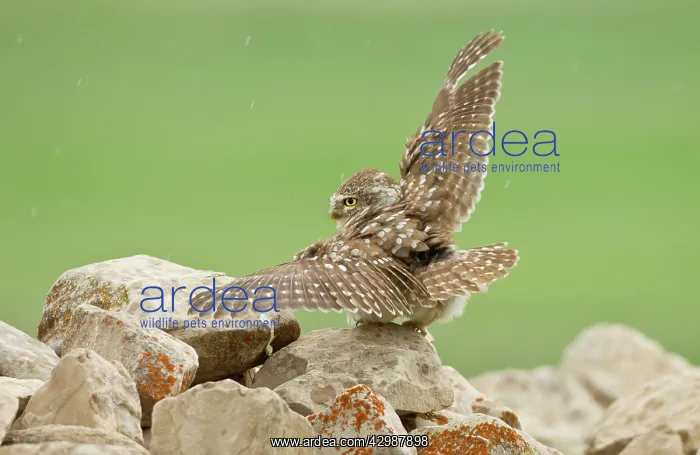 : Little Owl - stretching its wings to catch the : Little Owl - stretching its wings to catch the