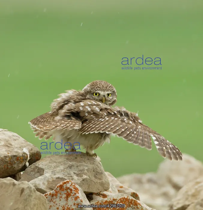  : Little Owl - stretching its wings to catch the