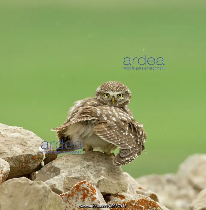 : Little Owl - stretching its wings to catch the : Little Owl - stretching its wings to catch the