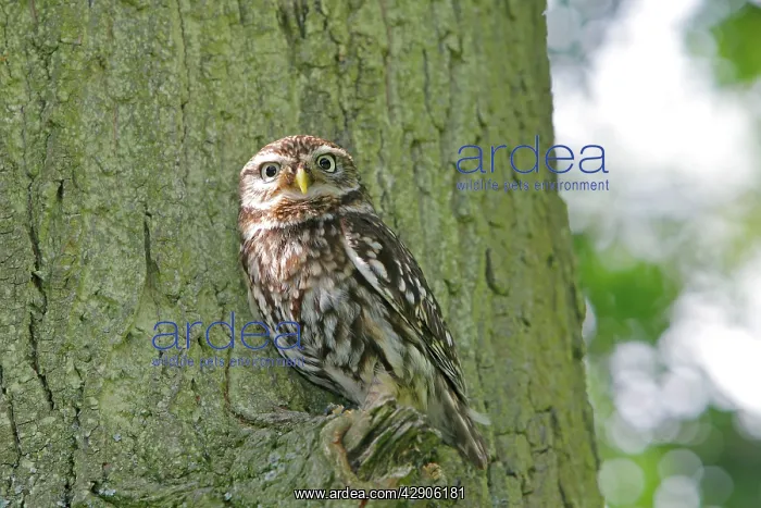 : Little Owl - in tree : Little Owl - in tree
