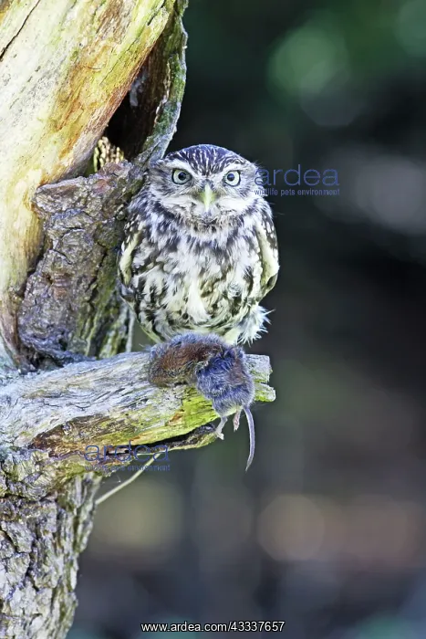 : Little Owl - on tree with bank vole prey : Little Owl - on tree with bank vole prey
