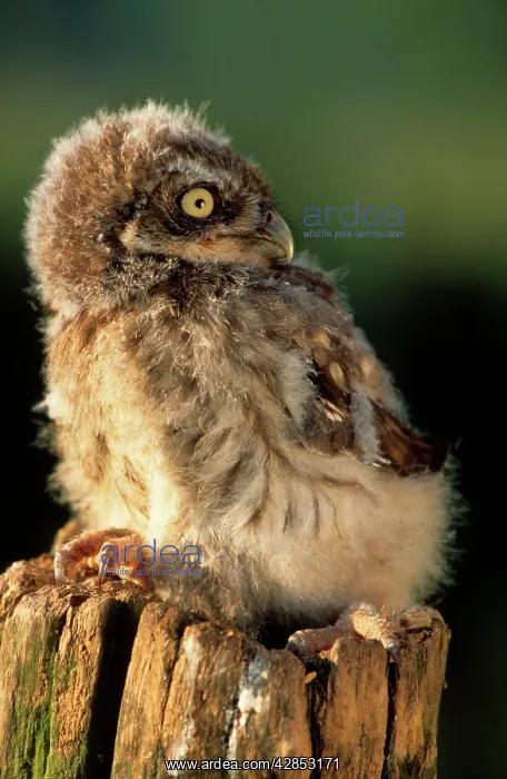 : Little Owl - young on post in morning light. Rotating : Little Owl - young on post in morning light. Rotating