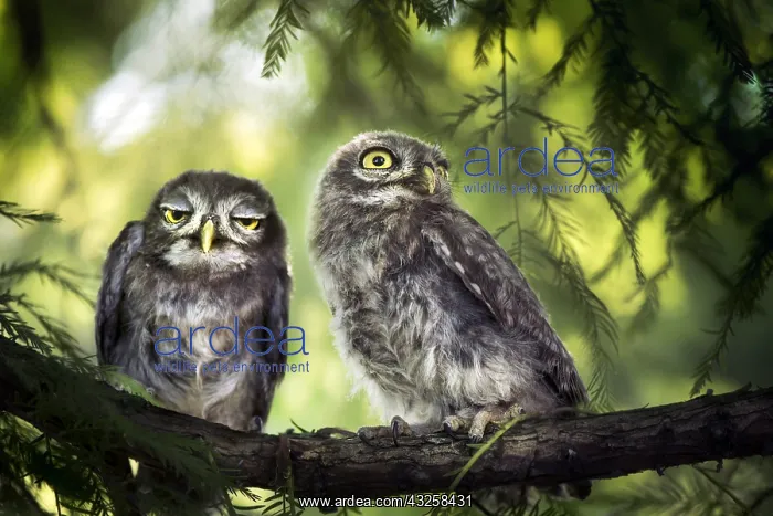 : Two little owls (Athene noctua) on branch, Mantova : Two little owls (Athene noctua) on branch, Mantova