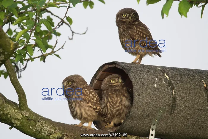 : Little owls (Athene noctua) at the breeding tube : Little owls (Athene noctua) at the breeding tube