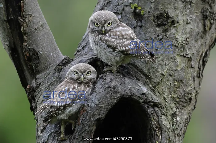 : Little Owls (Athene noctua) perched on hollow t : Little Owls (Athene noctua) perched on hollow t