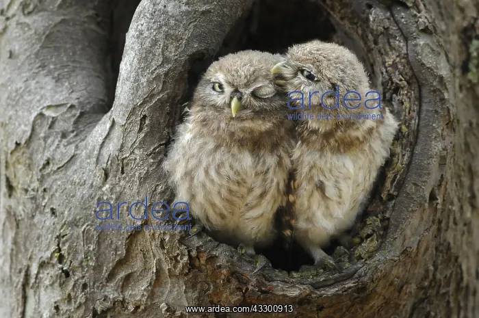 : Little Owls (Athene Noctua) sitting in the open : Little Owls (Athene Noctua) sitting in the open