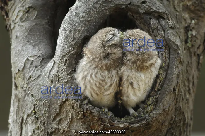 : Little Owls (Athene Noctua) sitting in the open : Little Owls (Athene Noctua) sitting in the open