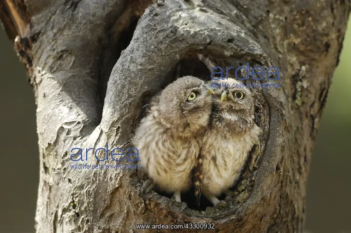 : Little Owls (Athene Noctua) sitting in the open : Little Owls (Athene Noctua) sitting in the open