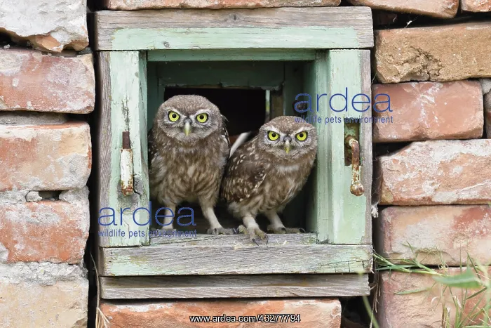 : Little owls (Athene noctua), two young birds curiously : Little owls (Athene noctua), two young birds curiously