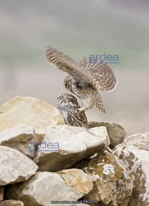 : Little Owls - perched on rocks attempting to mate