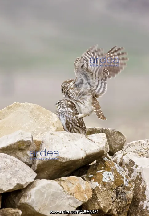 : Little Owls - perched on rocks attempting to mate : Little Owls - perched on rocks attempting to mate