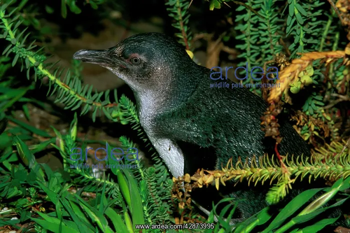 : Little Penguin : Little Penguin