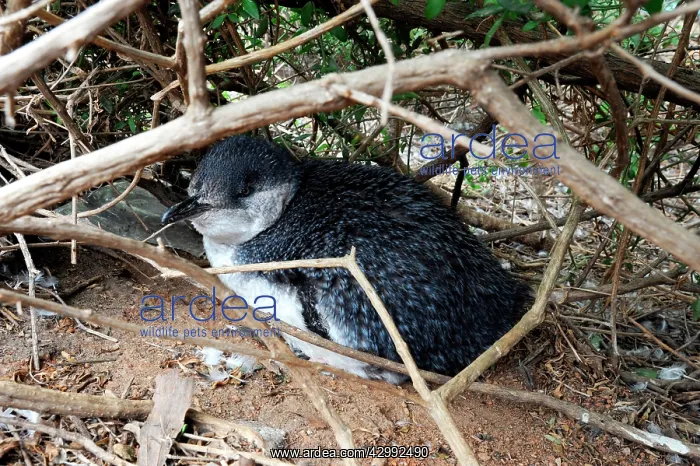 : Little Penguin - adult near its nesting burrow after a feedi : Little Penguin - adult near its nesting burrow after a feedi