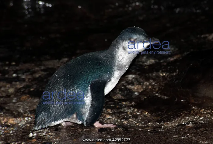 : Little Penguin - adult returning after a feeding trip to sea : Little Penguin - adult returning after a feeding trip to sea