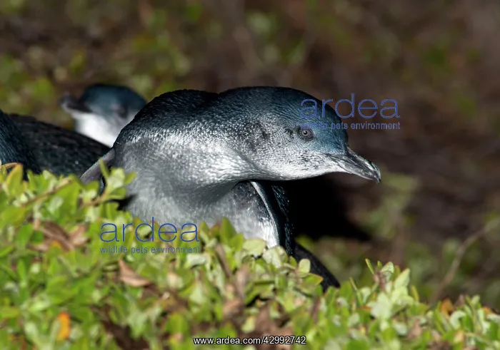 : Little Penguin - adults returning to land from a feeding tri : Little Penguin - adults returning to land from a feeding tri