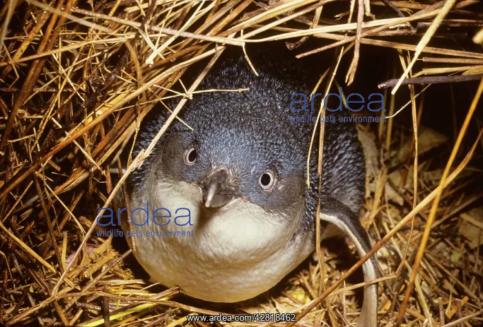 : Little Penguin - Also called Fairy Little Blue : Little Penguin - Also called Fairy Little Blue