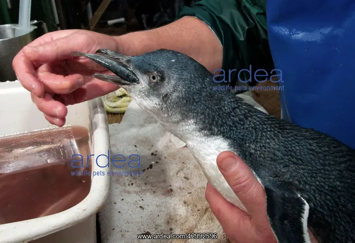 : Little Penguin - carer feeding injured penguin at the rehabi : Little Penguin - carer feeding injured penguin at the rehabi