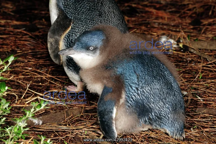 : Little Penguin - chick losing its down prior to fledging : Little Penguin - chick losing its down prior to fledging