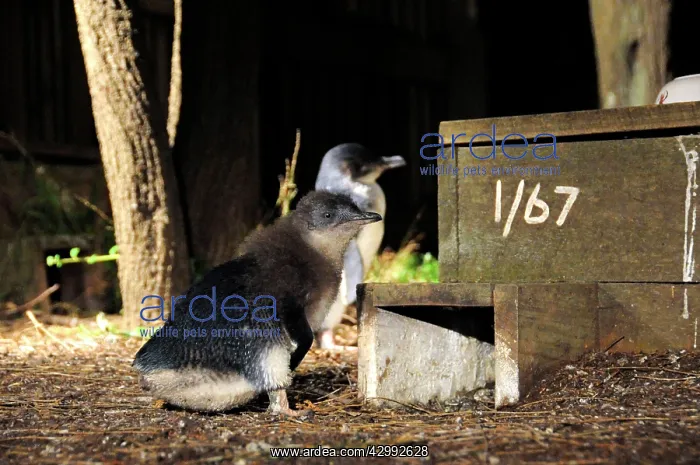 : Little Penguin - chicks beside nest box - researchers number : Little Penguin - chicks beside nest box - researchers number