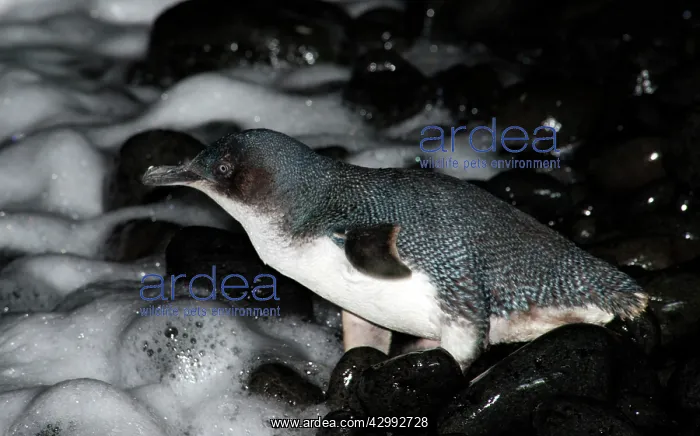  : Little Penguin - crossing a pebble beach to go to sea to fee