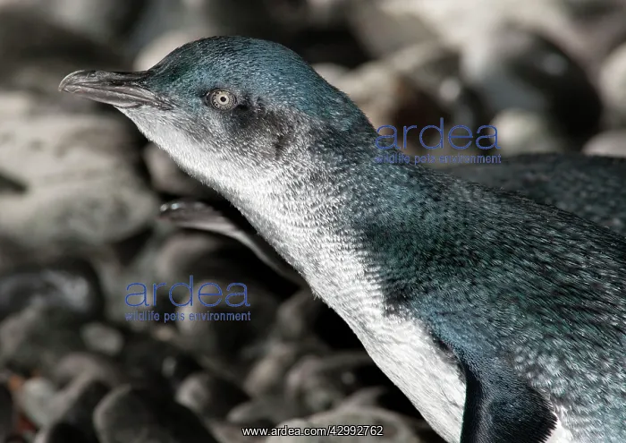 : Little Penguin - crossing a pebble beach to go to sea to fee : Little Penguin - crossing a pebble beach to go to sea to fee